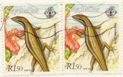 Seychelles skink